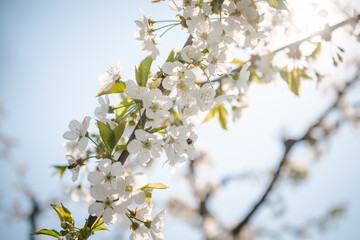 Fototapeta premium Apple tree blooming. White flowers on tree branch. Spring flowering trees. Cherry blooming trees. 