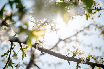 Apple tree blooming. White flowers on tree branch. Spring flowering trees. Cherry blooming trees. 