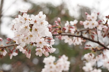 Obraz premium 桜