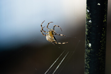 Macro shot of spider spinning a web