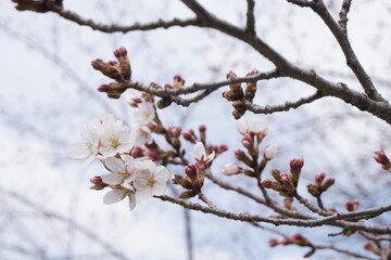 桜