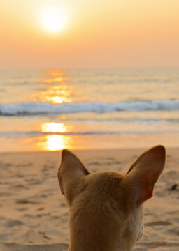 A Portrait picture of a Puppy watching the Sunset and its Golden reflections on the sea in twilight hours at a beach near Mangalore,India.