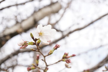 桜