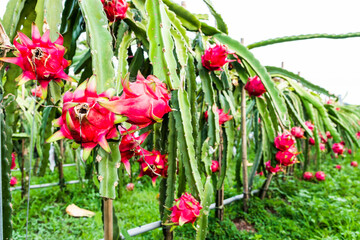 ripe pitahaya fruit growing on the pitahaya tree in Taiwan.