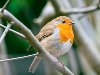 Robin perched on tree branch - close up