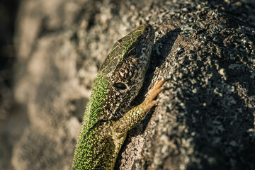 Smaragdeidechse beim Sonnenbad