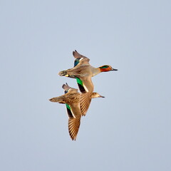 wild ducks flying against blue sky (anas crecca)