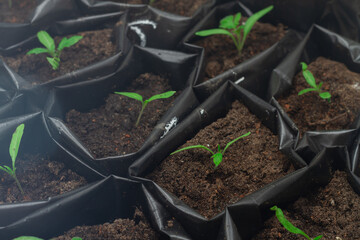 Tomato seedlings in black bags with soil at home on the windowsill