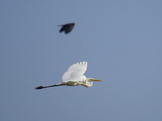 big white egret flying against the blue sky (ardea alba)