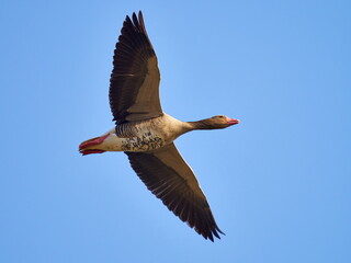 wild goose flying in natural habitat