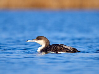 Black-throated diver (Gavia arctica) in natural habitat