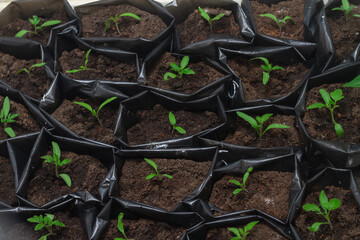 Tomato seedlings in black bags with soil at home on the windowsill