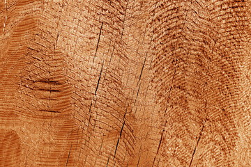 Fototapeta premium Part of wood curving on oak in orange tone.