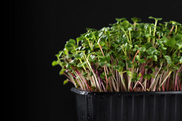 Micro grass greens radish sprouts in a container. Microgreen close-up with water drops.