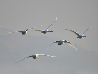 swans flying against the blue sky