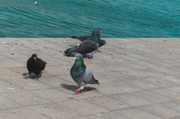 seagulls and city pigeons by the black sea