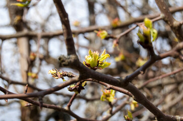 Branch of a tree