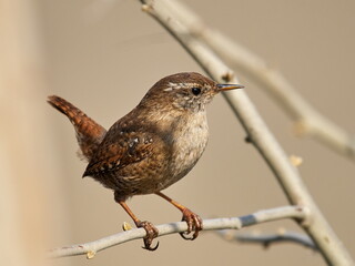 Winter wren in natural habitat ( Troglodytes troglodytes )