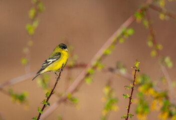 yellow backed shrike