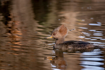 Hooded Merganser female in the water