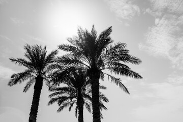 Fototapeta na wymiar Tropical tourism paradise palms in sunny summer sun gray sky. Sun light shines through leaves of palm. Beautiful wanderlust travel journey symbol for vacation trip to southern holiday dream island
