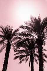 Fototapeta na wymiar Tropical tourism paradise palms in sunny summer sun red sky. Sun light shines through leaves of palm. Beautiful wanderlust travel journey symbol for vacation trip to southern holiday dream island