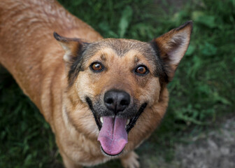Нappy mixed breed dog portrait close up. Red-haired dog walks in the park.