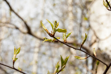 Blooming tree in spring