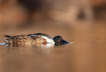Northern shoveler couple in the water