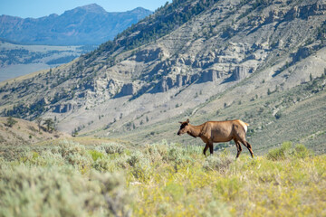Fototapeta na wymiar elk in the mountains of yellowstone