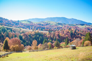 Amazing autumn landscape in the mountains with meadow and colorful trees on backdrop. Beautiful...