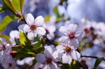 blossom in spring