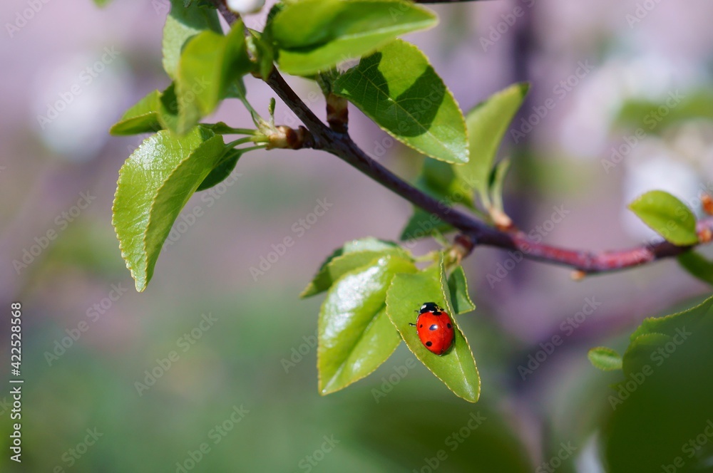 Poster ladybird on a leaf