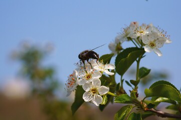 bee on a flower