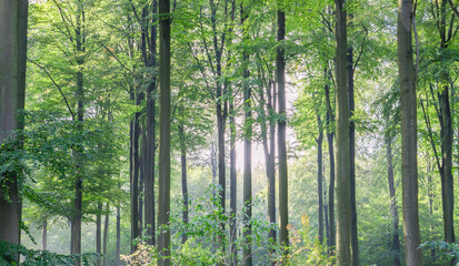 Fototapeta na wymiar Beech trees woodland