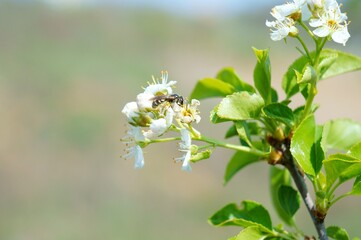 apple tree flower