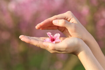 Woman hands protecting a flower in a field