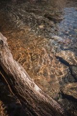 tree trunk in water