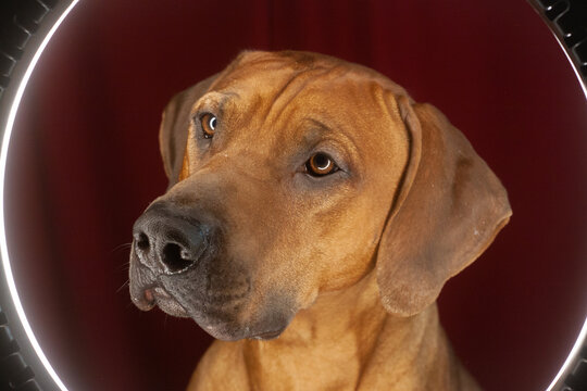 Rhodesian Ridgeback w&auml;hrend einer Studioaufnahme bei einem Fotografen 