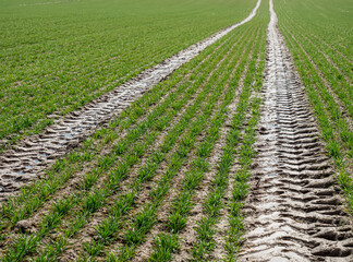 Ways for farm tractor on wheat field in a spring