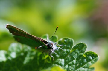 Butterfly on a green leaf. The arrival of spring.