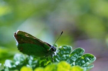 Butterfly on a green leaf. The arrival of spring.