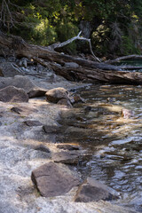 stream in the forest