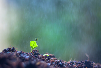 Seedling  grow upwards from rich potting mix with raining in background. Agriculture concept.