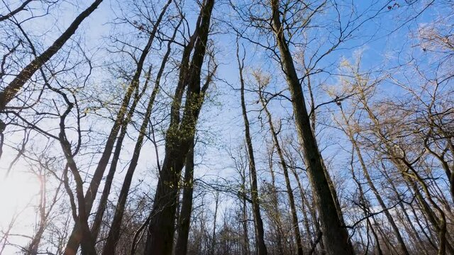 Panoramica alberi nel pomeriggio nella brughiera