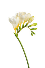 Freesia stem with white blooming flowers and buds isolated on white background.