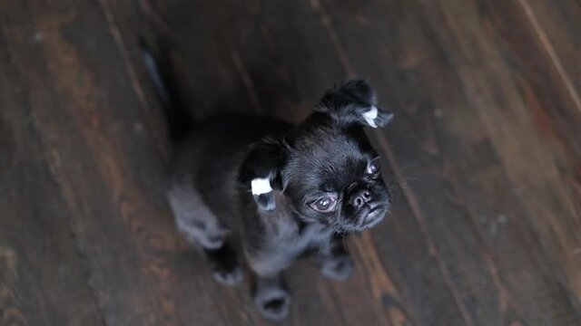 Black brabanson cute puppy with patched ears looking at the camera at wooden floor background