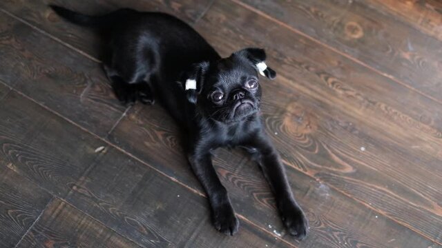 Black brabanson cute puppy with patched ears looking at the camera at wooden floor background