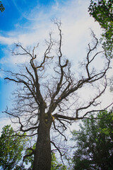 tree and sky, rtee, wood, forest