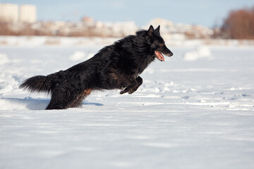 Border Collie and Belgian Shepherd for a walk in winter